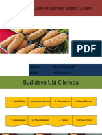 Budidaya Ubi Cilembu (Ipomoea Batatas (L