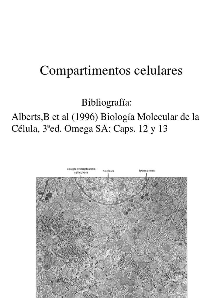 Qual Das Alternativas Indica Corretamente Os Compartimentos Celulares