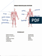 Diagram of Muscles Answer