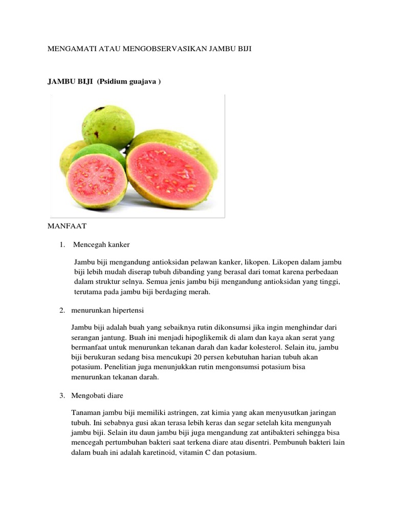 Mengamati Atau Mengobservasikan Jambu Biji Pdf