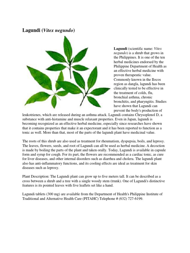 Manufacturer of lagundi picture