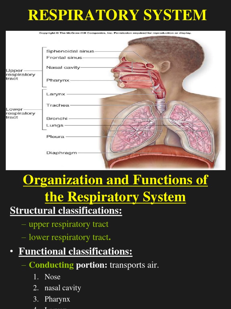 Respiratory system ppt for medical students picture