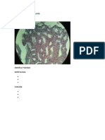 Examen Piloto de Histología