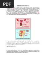 REPRODUCCION HUMANA.docx