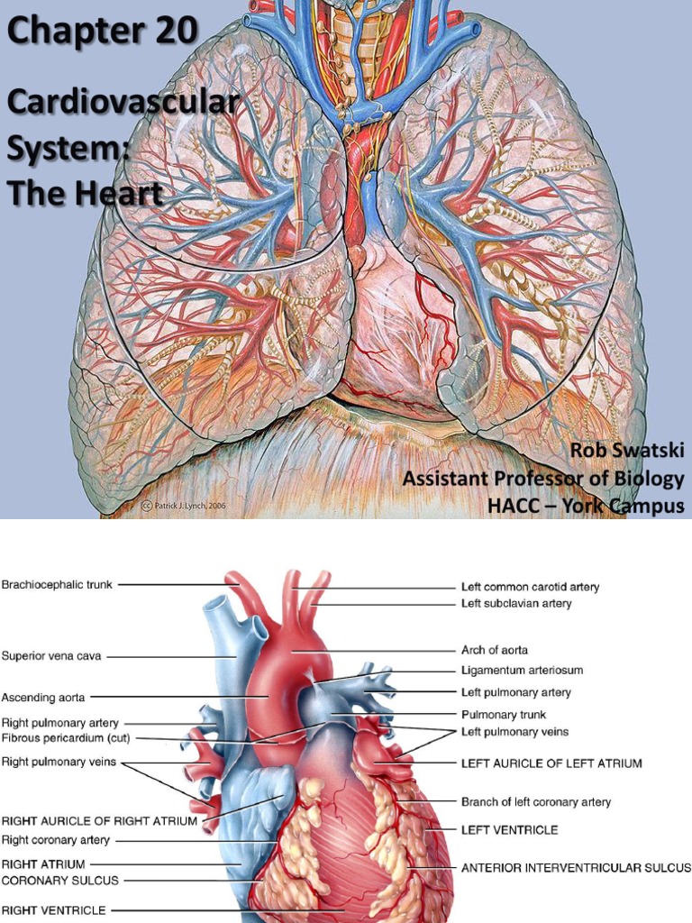Heart Anatomy And Physiologypdf Heart Valve Ventricle Heart