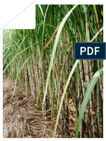 Comportamiento agroindustrial de 7 variedades de caña de azucar a 900 msnm.pdf