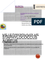 Determinacion de Staphylococcus Aureus