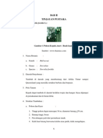 Biodiesel Dri Biji Kepuh (Tinjauan Pustaka)