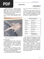 Download Artemia Salina by dhimas06 SN242679867 doc pdf