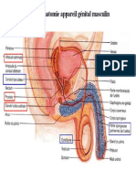 Genital Male PDF