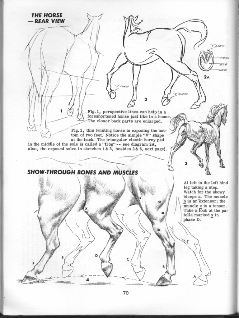 How to Draw Animals by Jack Hamm: 9780399508028