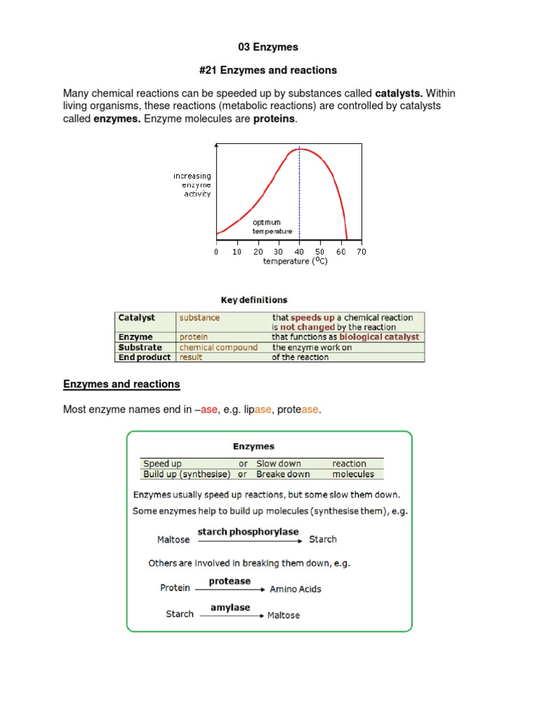 03 enzymes biology notes igcse 2014 enzyme penicillin