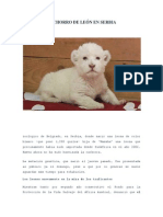 CACHORRO DE LEÓN EN SERBIA.docx