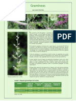 11 Gramineas PDF