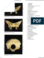 Color Atlas of Anatomy - Page 029 - Disarticulated Skull (Bones of The Base of The Skull) I PDF