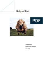 Belgian Blue: Crismaru Andre Andon Dragos-Constantin Grupa 272