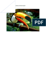 Estudo Da Fauna Brasileira em Floresta Tropical PDF