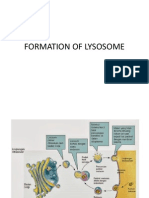Formation of Lysosome
