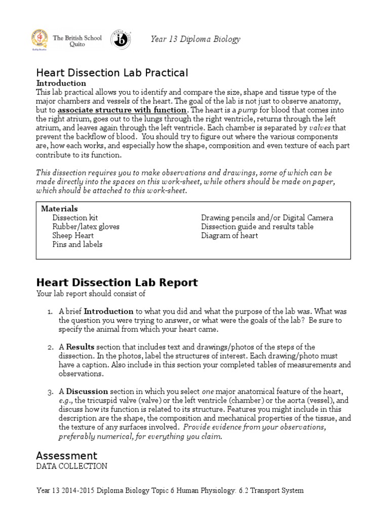 worksheet Sheep Heart Dissection Worksheet heart dissection guide valve atrium heart