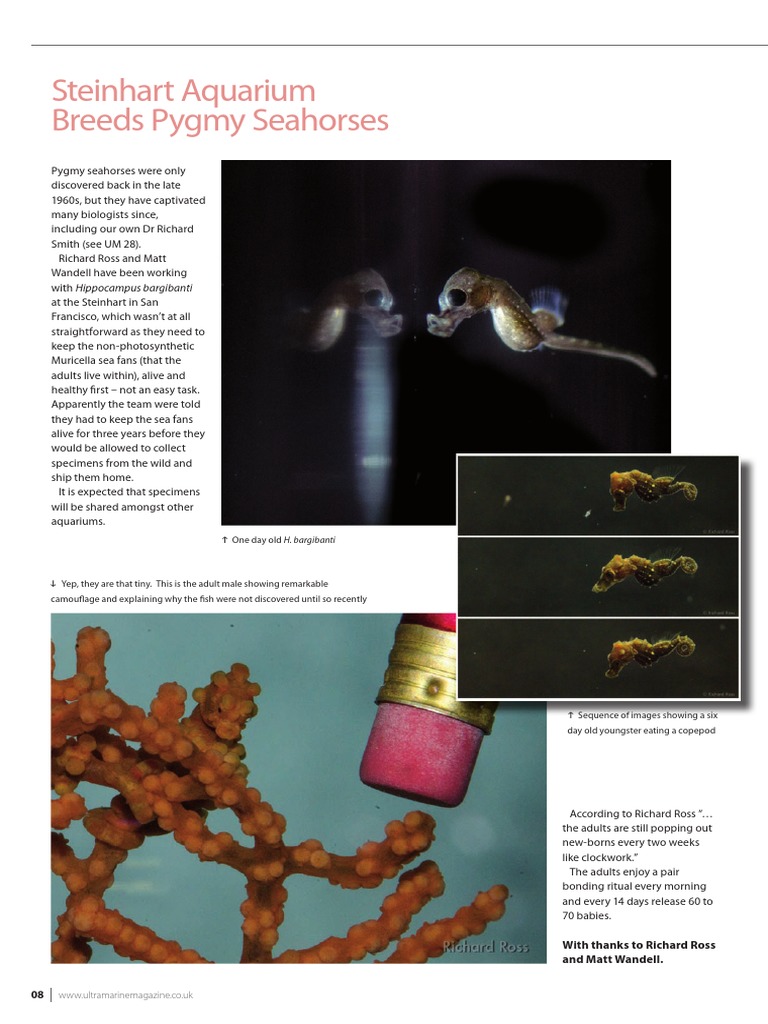 Breeding Success of Pygmy Seahorses | PDF