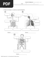 Estudo do meio fichas do corpo humano.docx