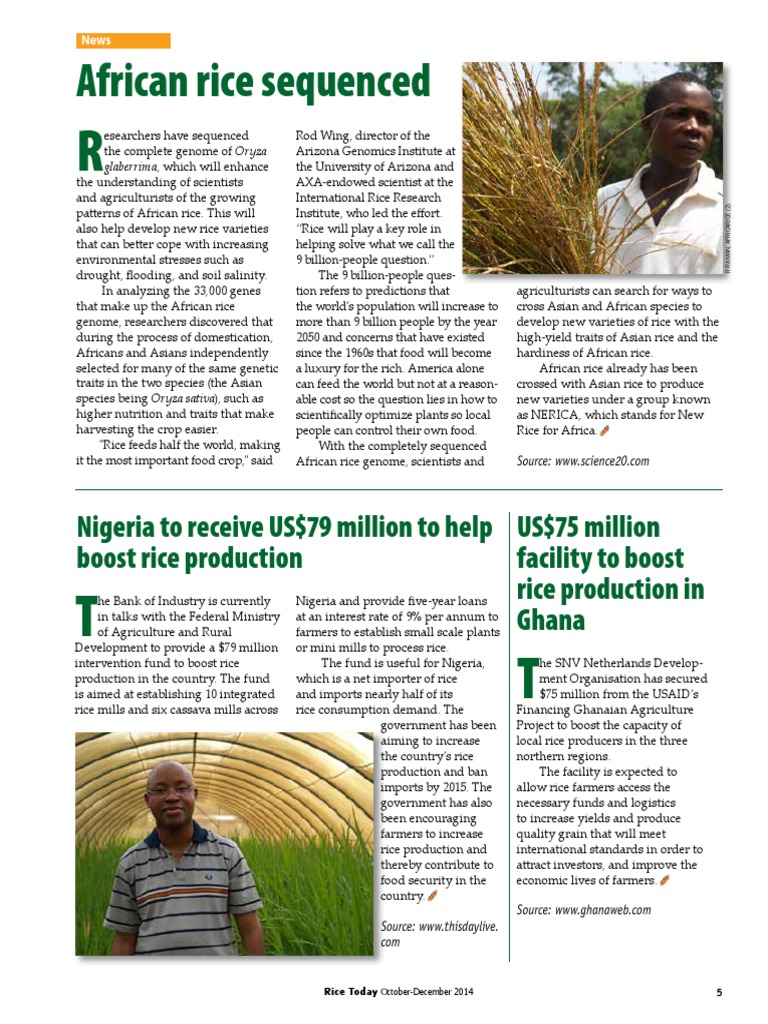 Boosting Rice Production in Africa | PDF | Rice | International Rice ...