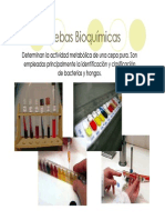 U3c_PruebasBioquimicas_17461.PDF