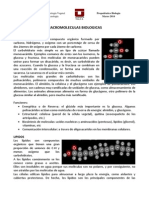 Macromoleculas PDF