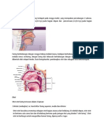 Anatomi Faring