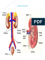 Sistema Urinario