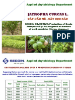 Jatropha Cultivation Compared To Acacia Cultivation