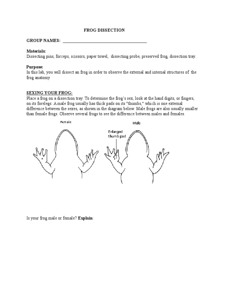 worksheet Crayfish Dissection Worksheet Answers workbooks http www biologycorner com worksheets frog dissection external anatomy images human learning