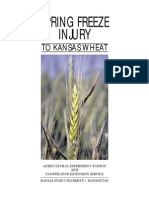 Spring Freeze Injury: To Kansas Wheat