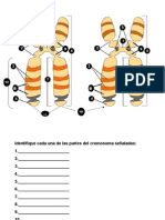 Cromosomas PDF