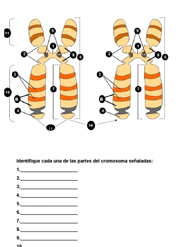 Resumen sobre Cromosomas en Biología Celular y Molecular - Studocu, image size:768x1024