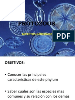 Phylum Protozoos