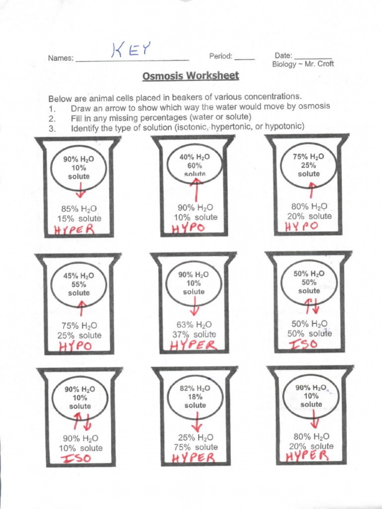 osmosis-beaker-key-pdf-osmosis-cell-biology