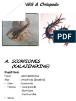Scorpionida