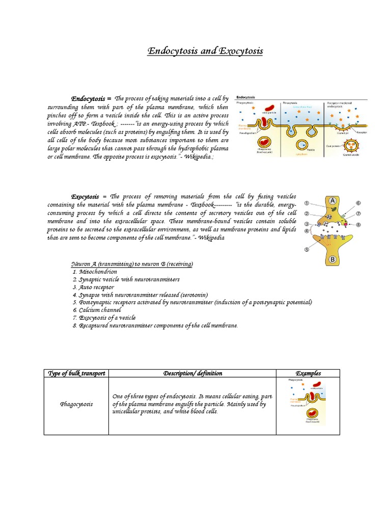 endocytosis-and-exocytosis-worksheet-nidecmege-endocytosis-and