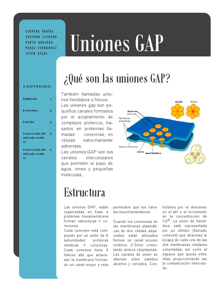 Uniones Gap PDF PDF Actina Músculo