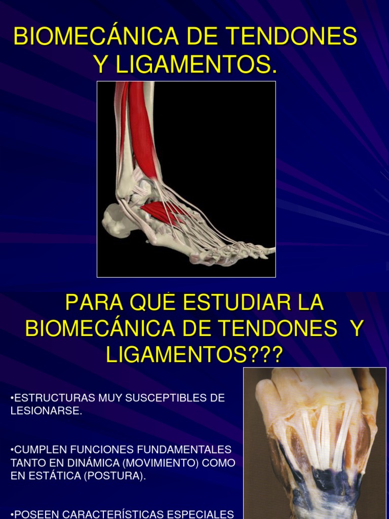5.TENDONES Y LIGAMENTOS.pdf | Tendón | Colágeno