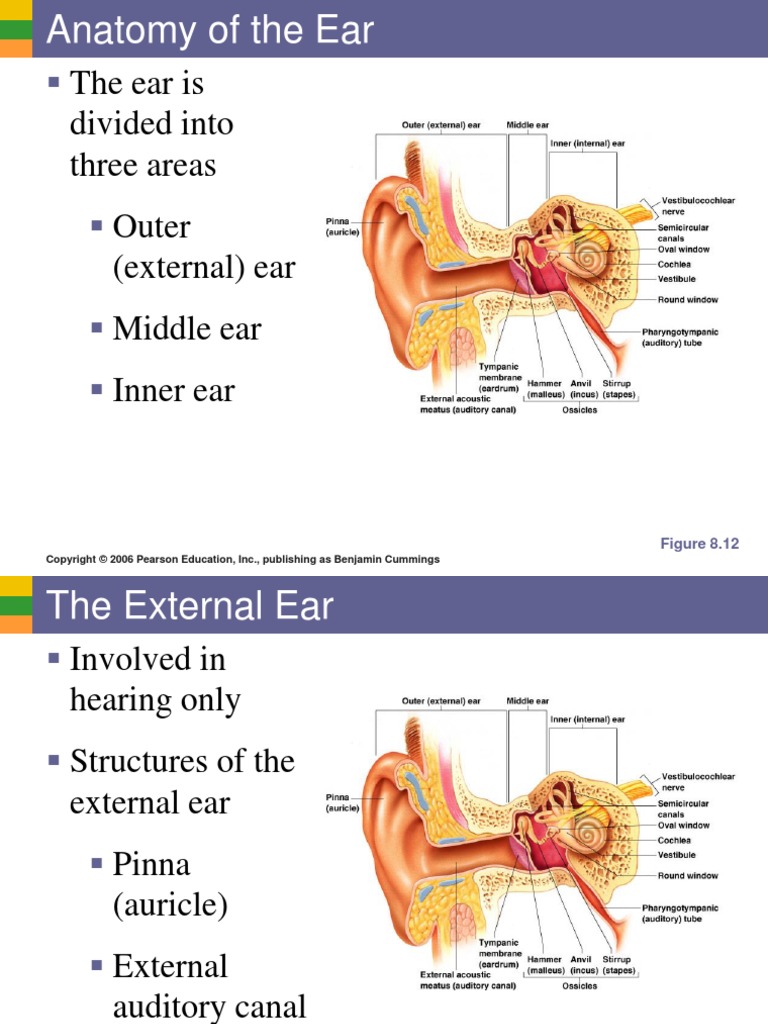 ear anatomy book pdf