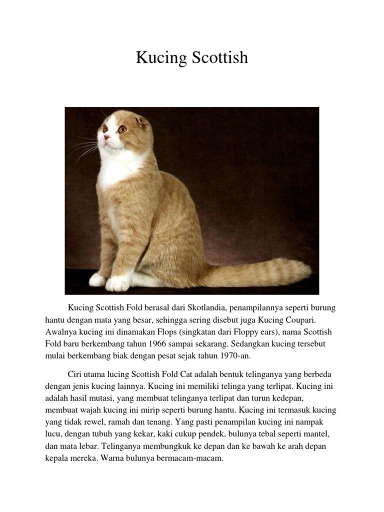 Ciri dan Karakteristik Kucing Scottish Fold | PDF | Memasak, Makanan ...