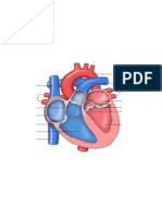 heart anatomy study