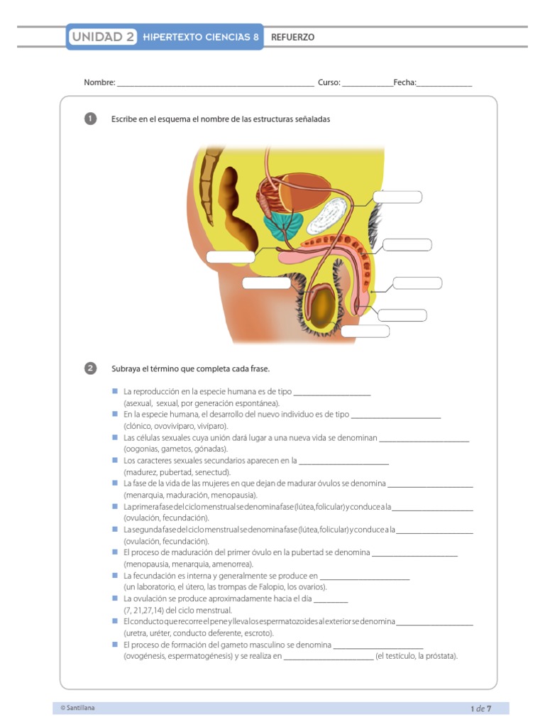 Taller Santillana Reproducción Humana PDF Ciclo menstrual Control de la natalidad