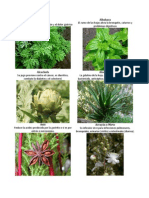 Album Plantas Medicinales