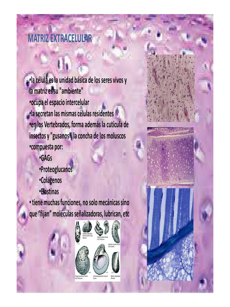 Matriz extracelular.pdf | Colágeno | Macromoléculas