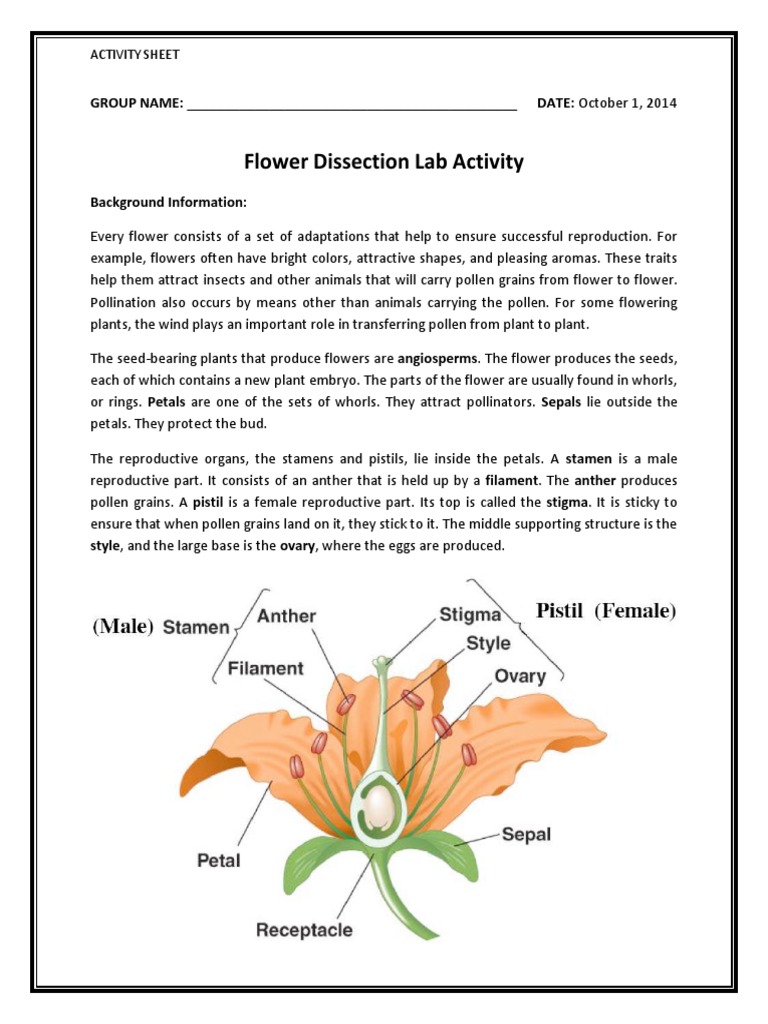 Lab activity for flower dissection Flores Pétalo