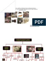 Procesos Que Se Dan en El Cadaver PDF