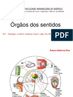 5 sistema-sensorial-visao-audicao-paladar (1).ppt